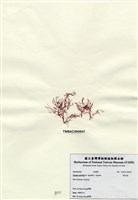 藏品(刺沙菜)的圖片